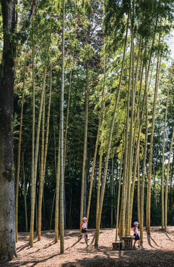 Bamboo Grove